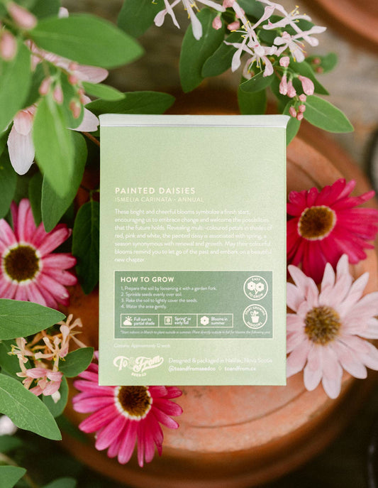 Painted Daisies (New Beginnings) - Floriography Seed Packet