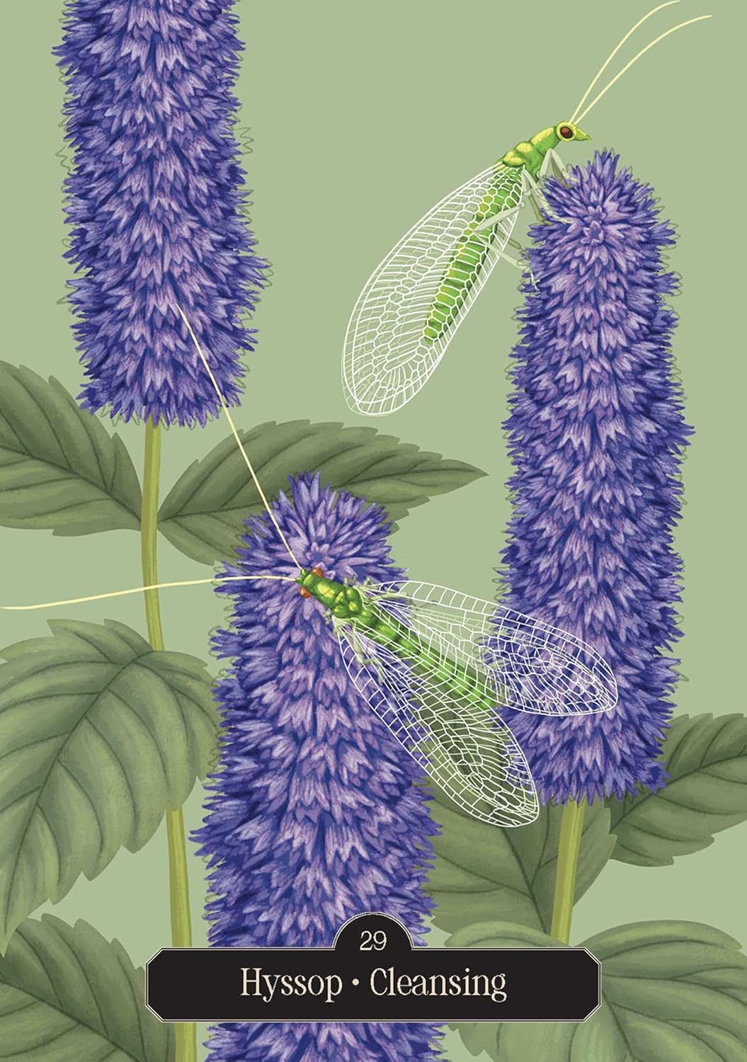 Hedgewitch Oracle Deck