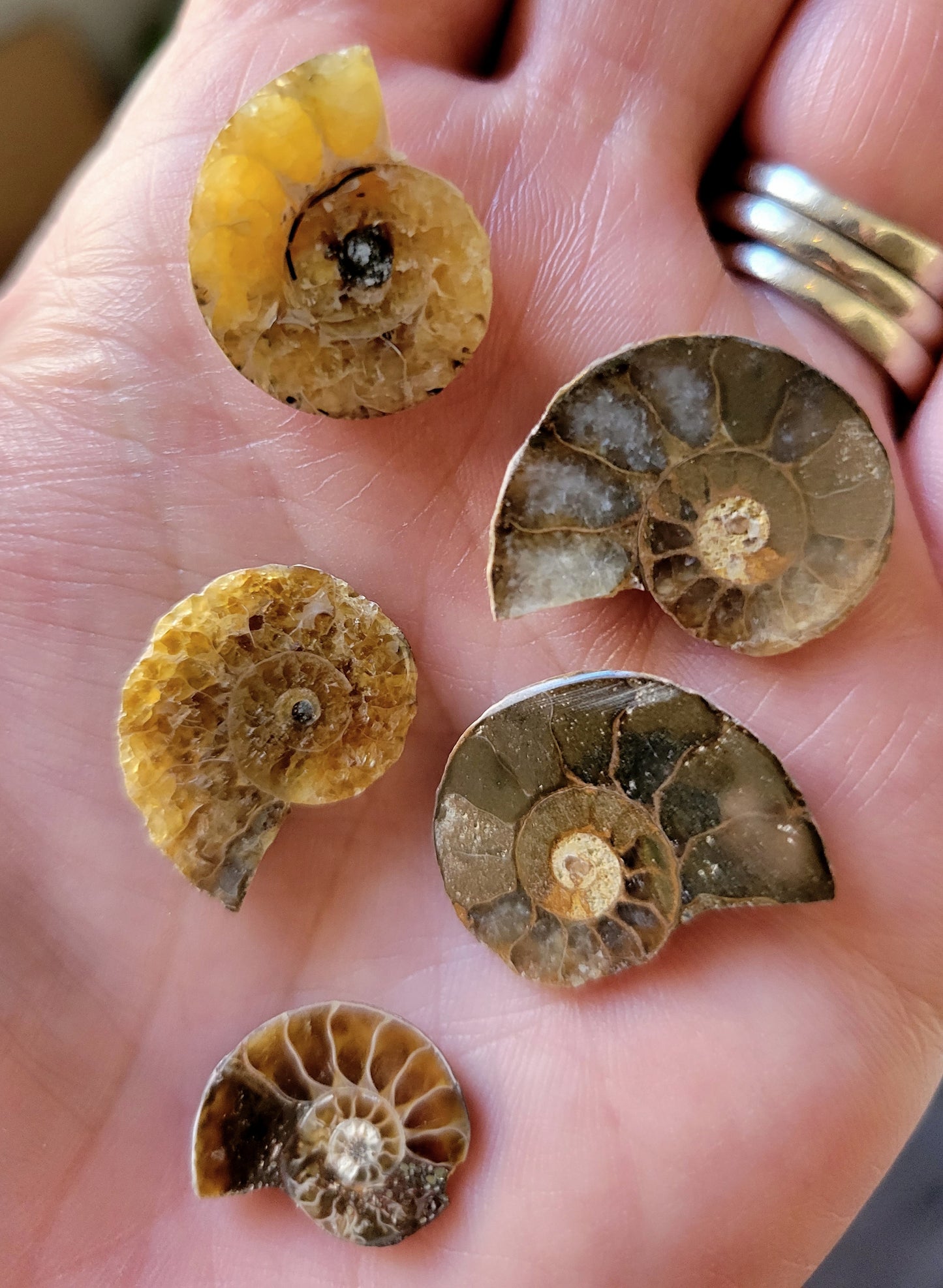 Ammonite - .75 to 1 inch