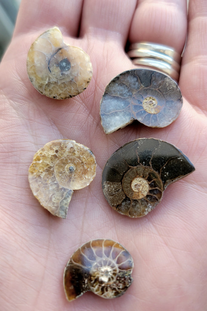 Ammonite - .75 to 1 inch