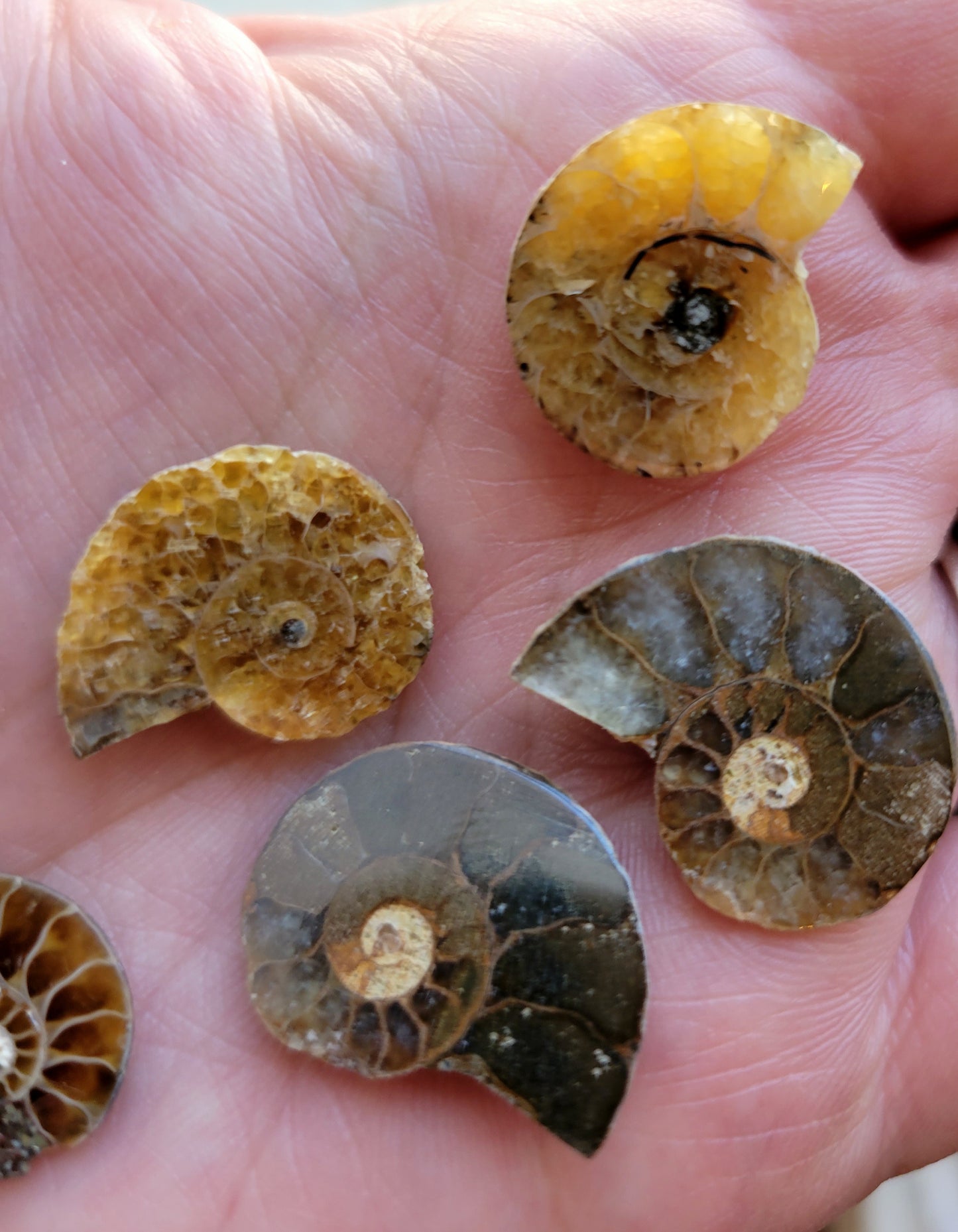 Ammonite - .75 to 1 inch