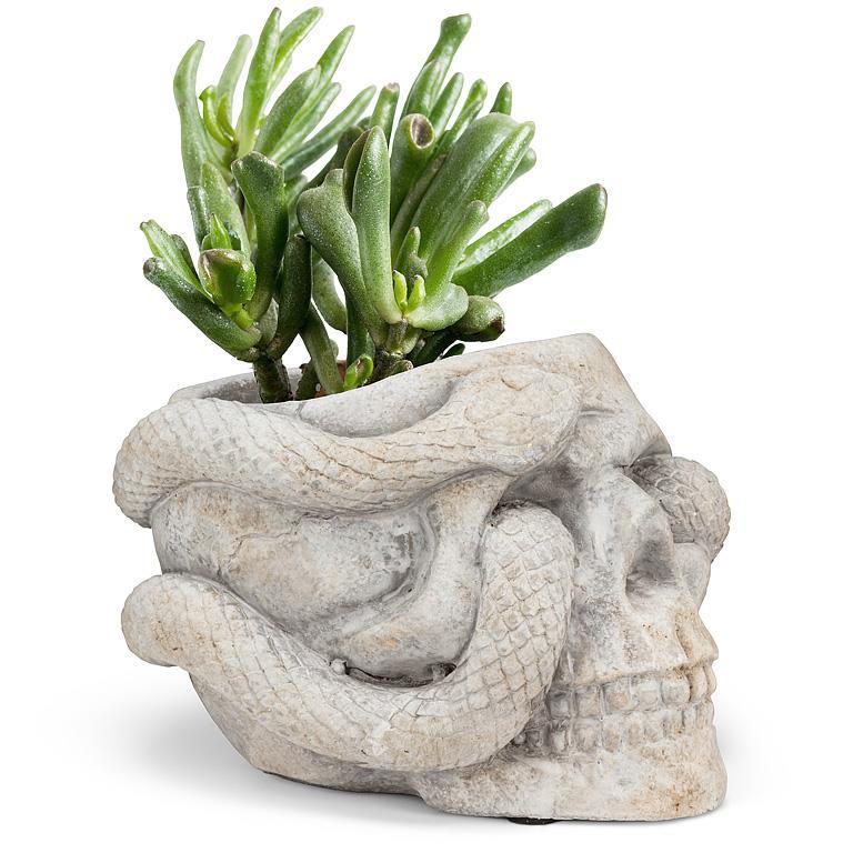 Skull Planter with Snake 4.5" Tall