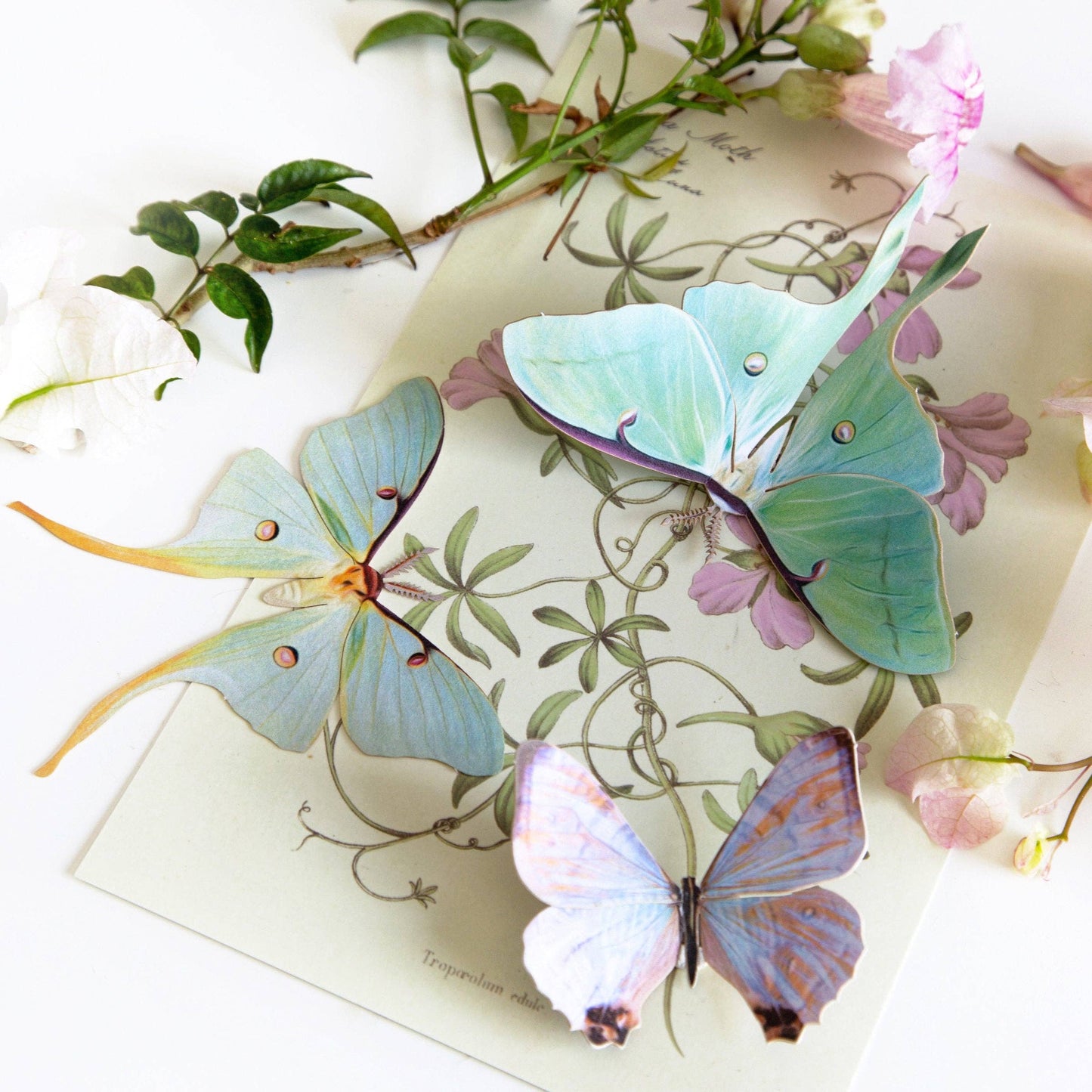 Spring Luna Moth Set