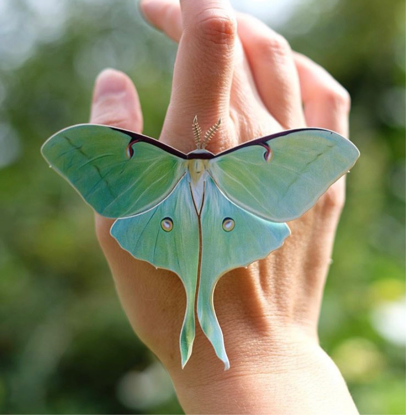 Spring Luna Moth Set