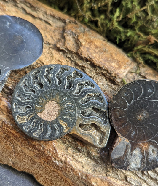 Ammonite Fossil Black