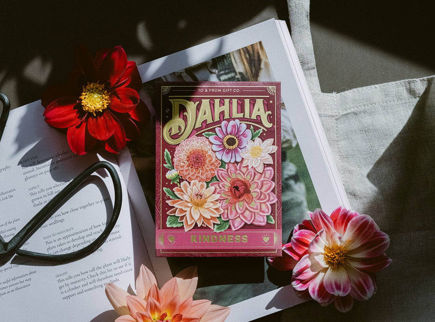 Dahlia (Kindness) - Floriography Seed Packet