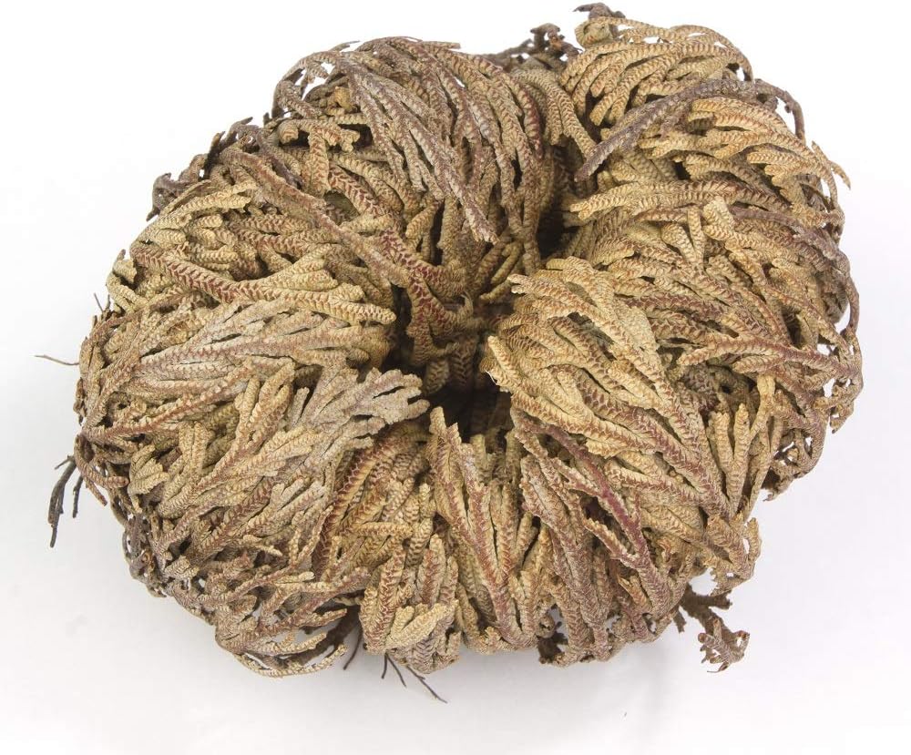 Rose Of Jericho