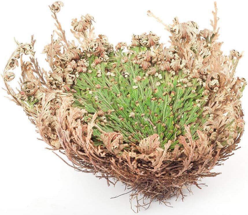 Rose Of Jericho