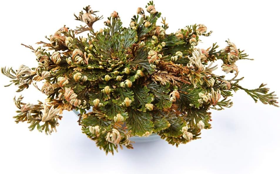 Rose Of Jericho