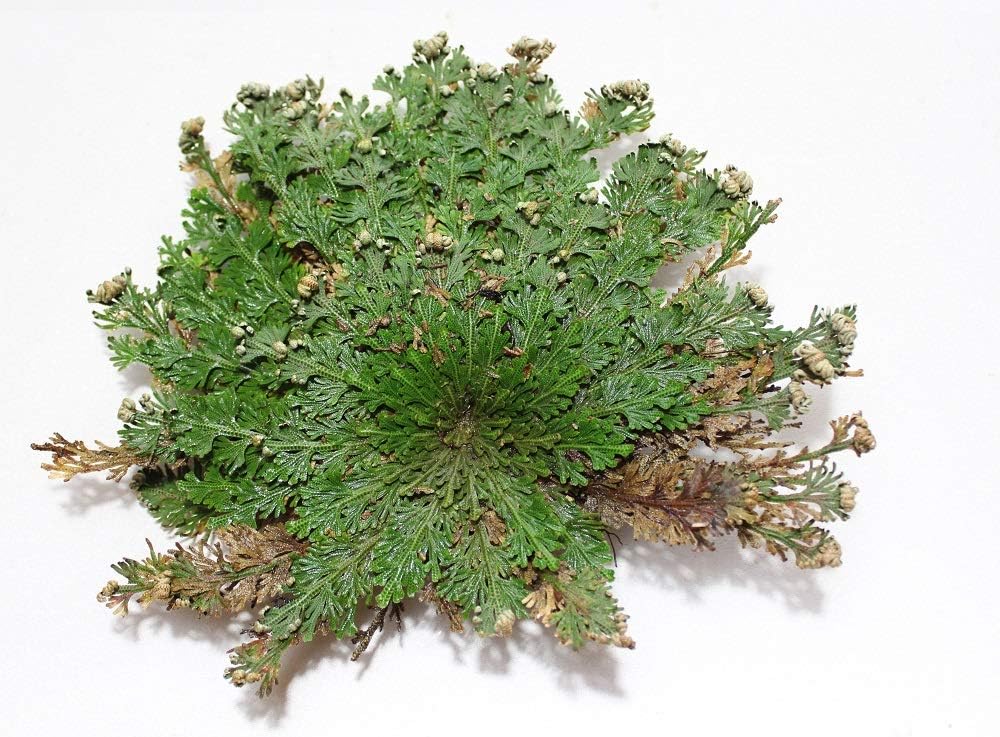 Rose Of Jericho