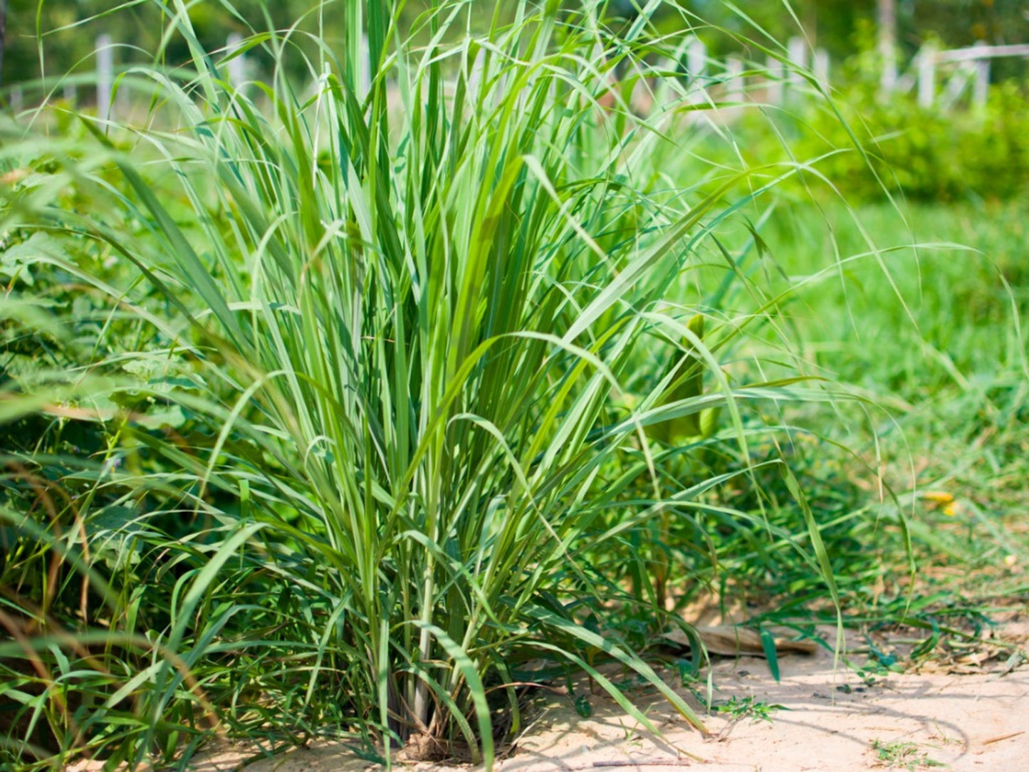 Lemongrass Herb Pouch