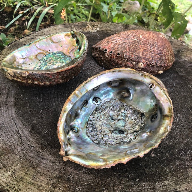 Abalone Shell - 5-6"