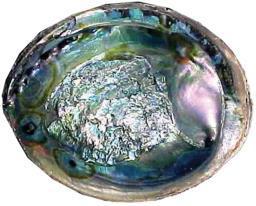 Abalone Shell - 5-6"